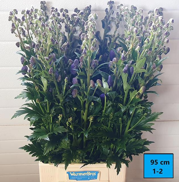 Aconitum Arensi 100cm