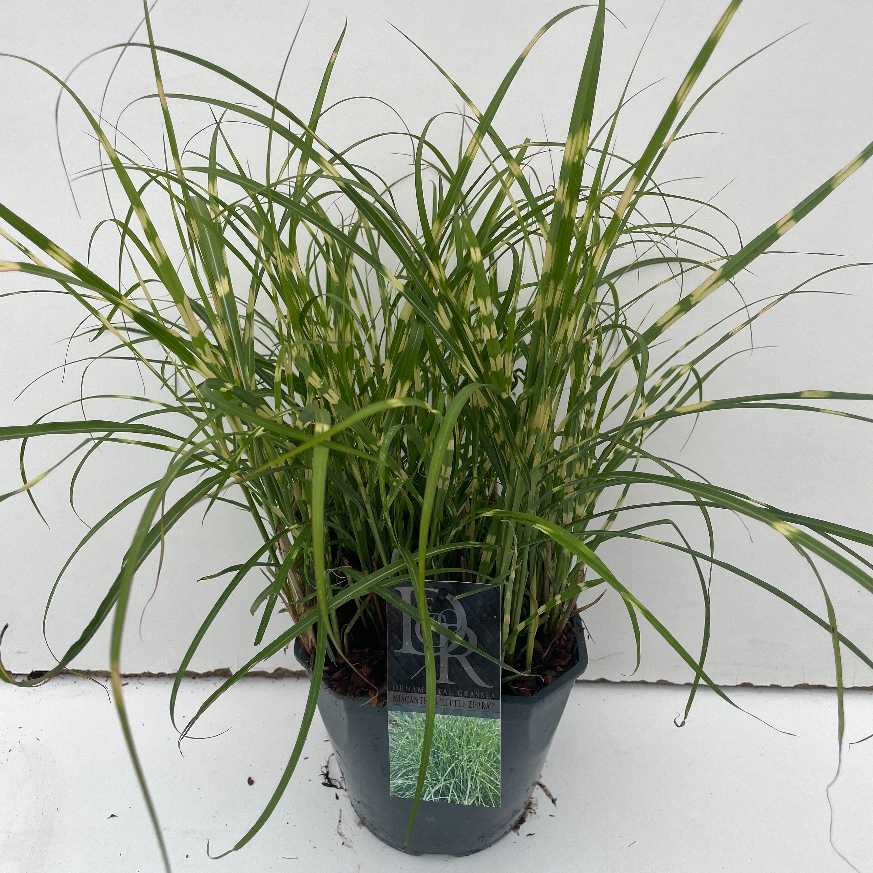 Picture of Miscanthus Little Zebra P23 (5 Ltr) SQUARE