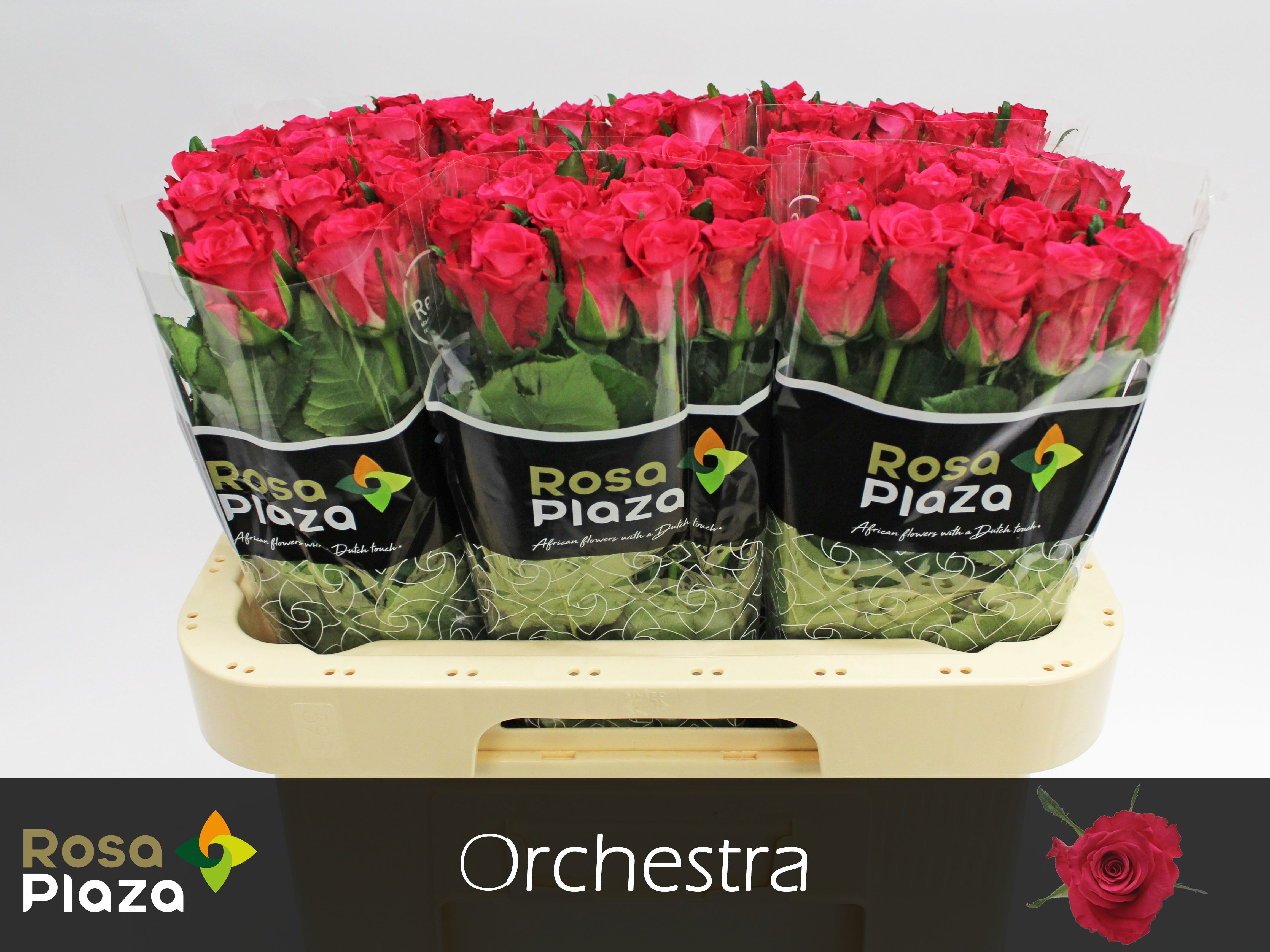 R Gr Orchestra