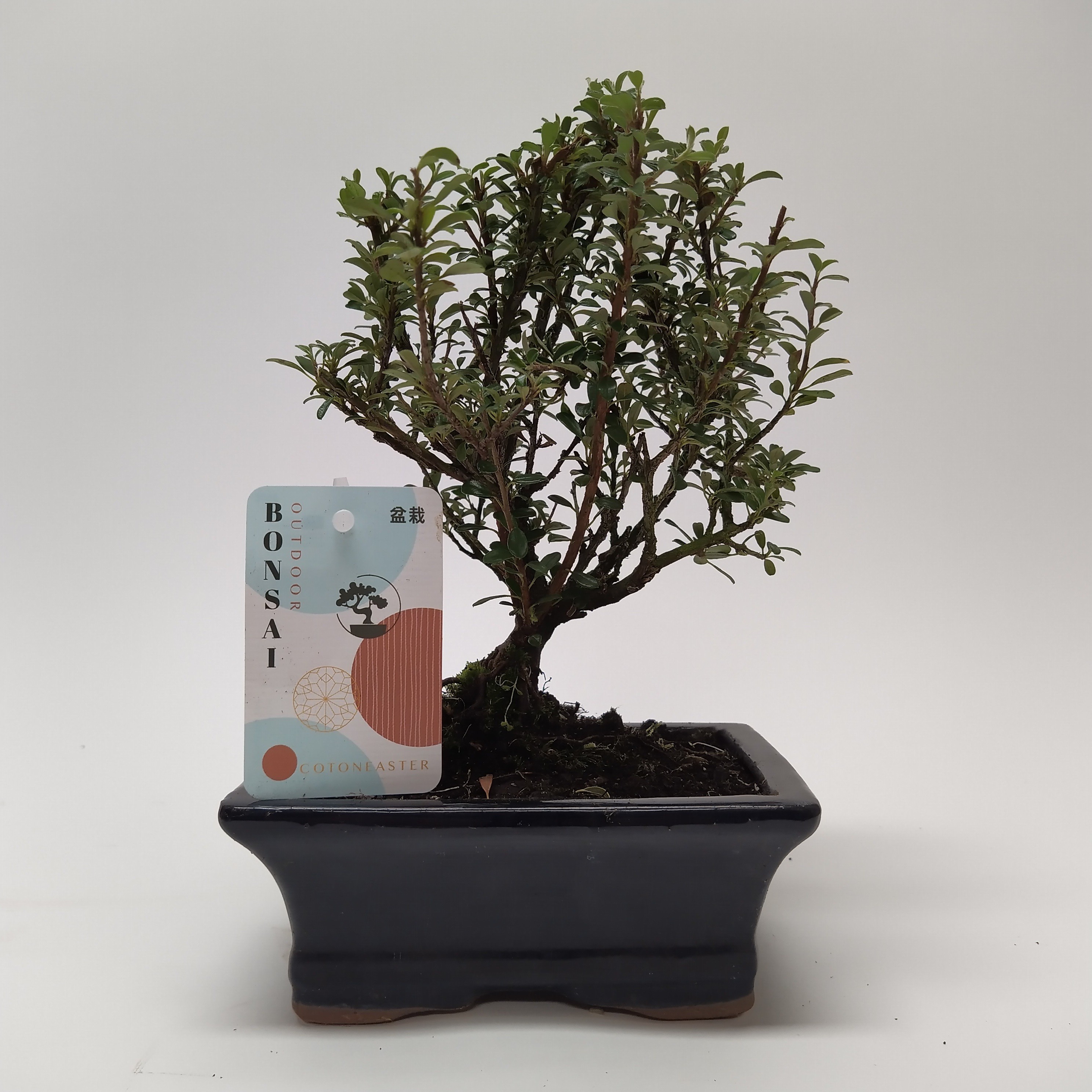 Picture of Bonsai Cotoneaster (outdoor) CERAMIC-15-CM-BOWL