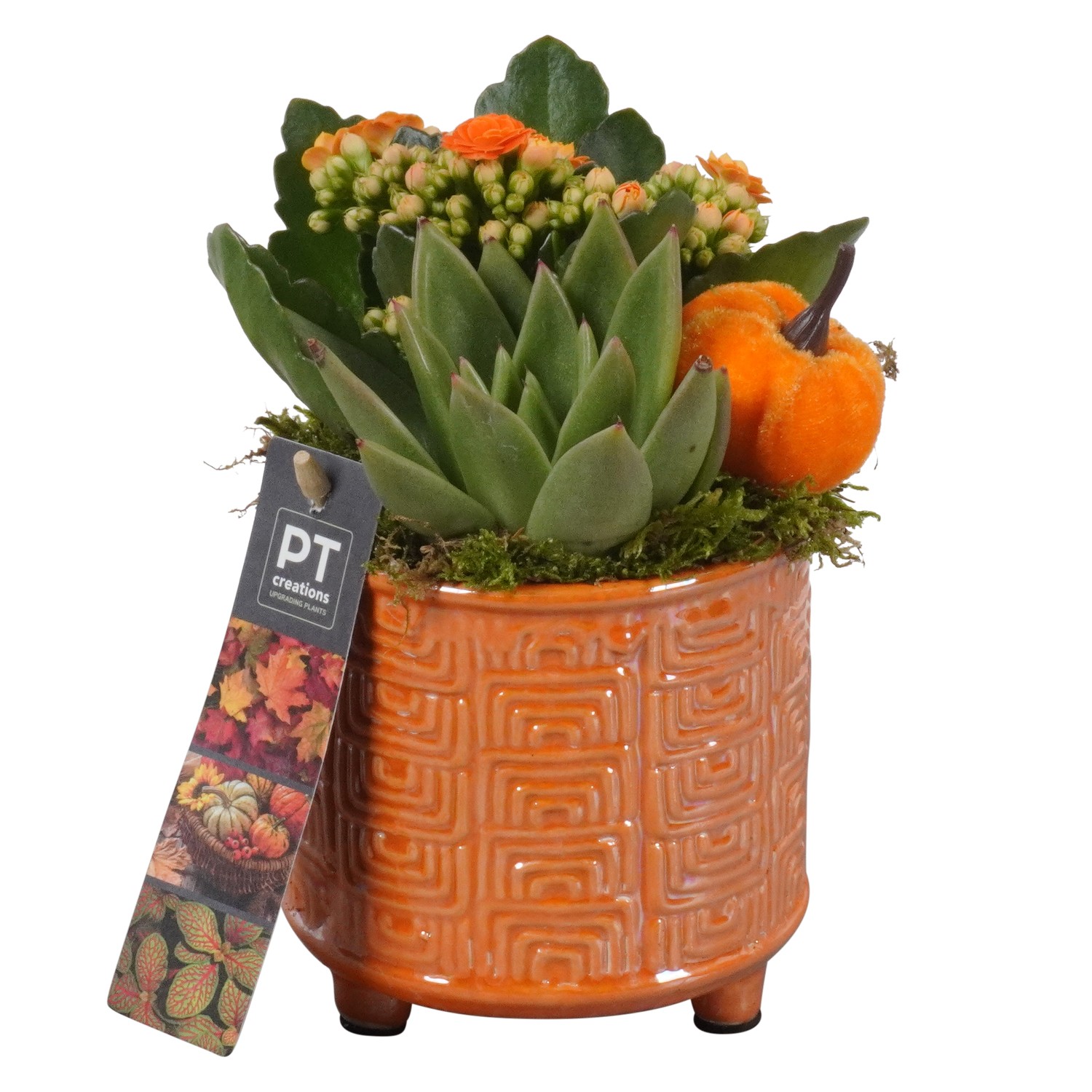 Picture of Arrangement Autumn Indoor in ceramic pot PTHI7128 P11 20CM