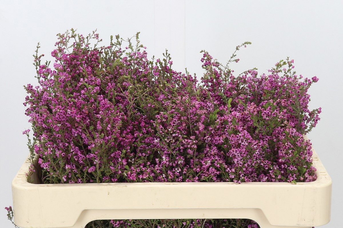 Erica Bicolor