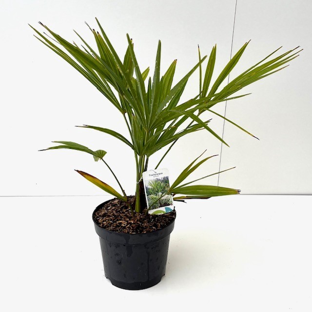 Picture of Trachycarpus fortunei C5 60/80