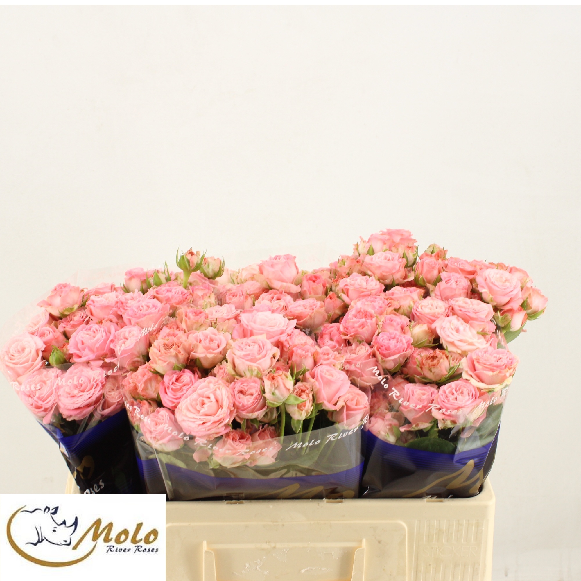 Rosa Spr Madam Bombastic 50cm