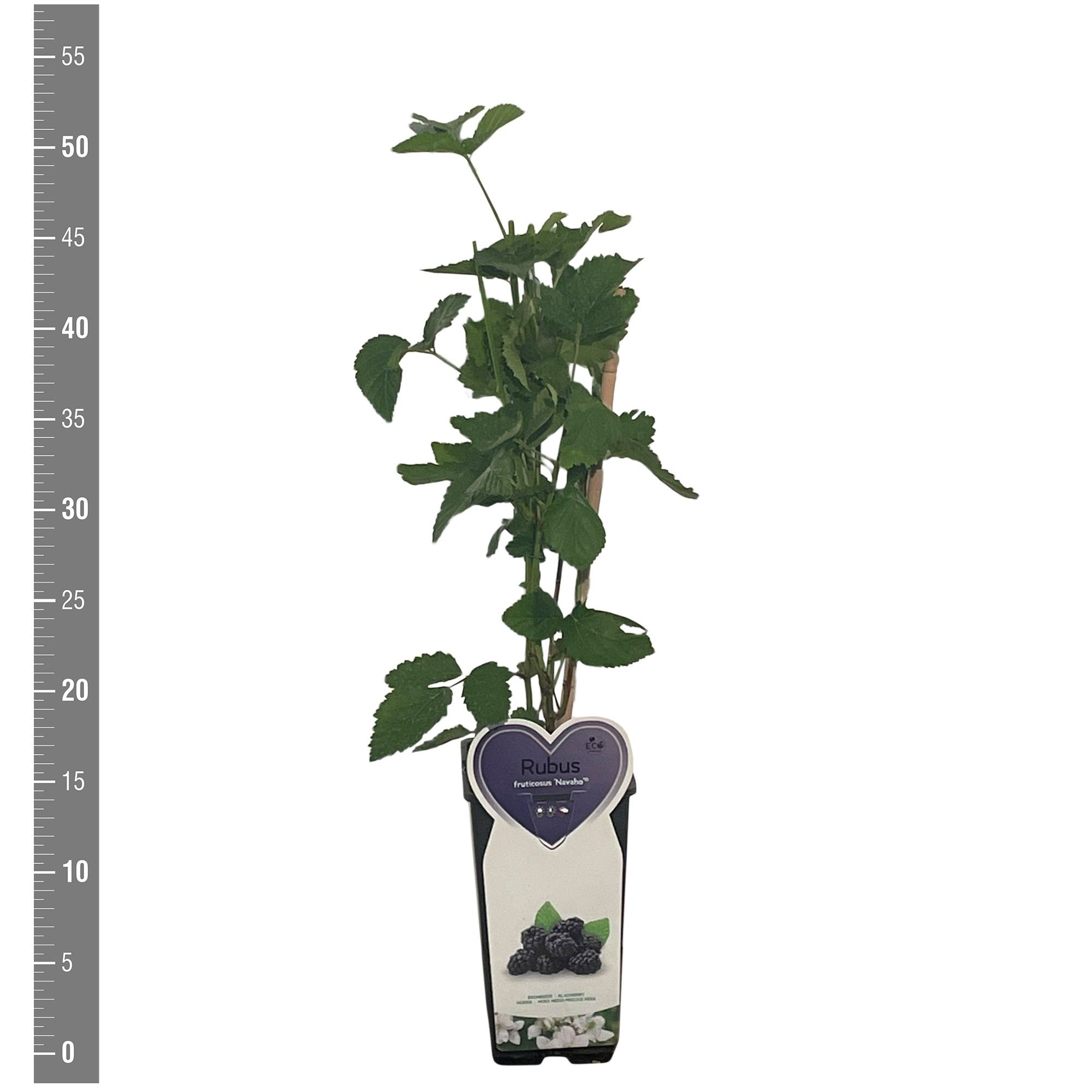 Rubus Kleinfruit Rubus f. Navaho 2 liter (doornloze braam)
