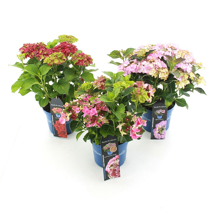 Hydrangea Macr. Royalty Collection® Mix C3.5 (20cm