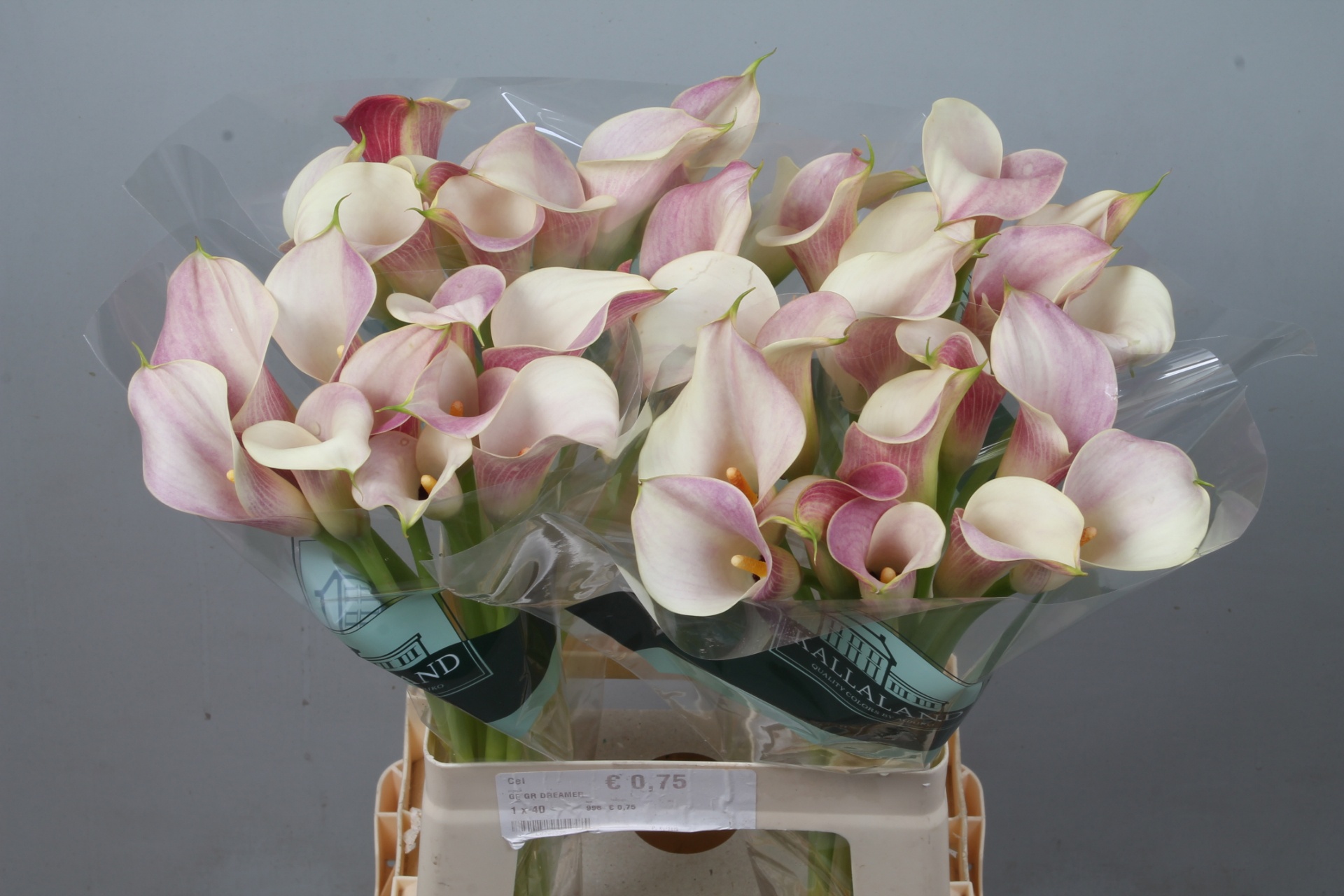 Calla Blushing Lady 65cm
