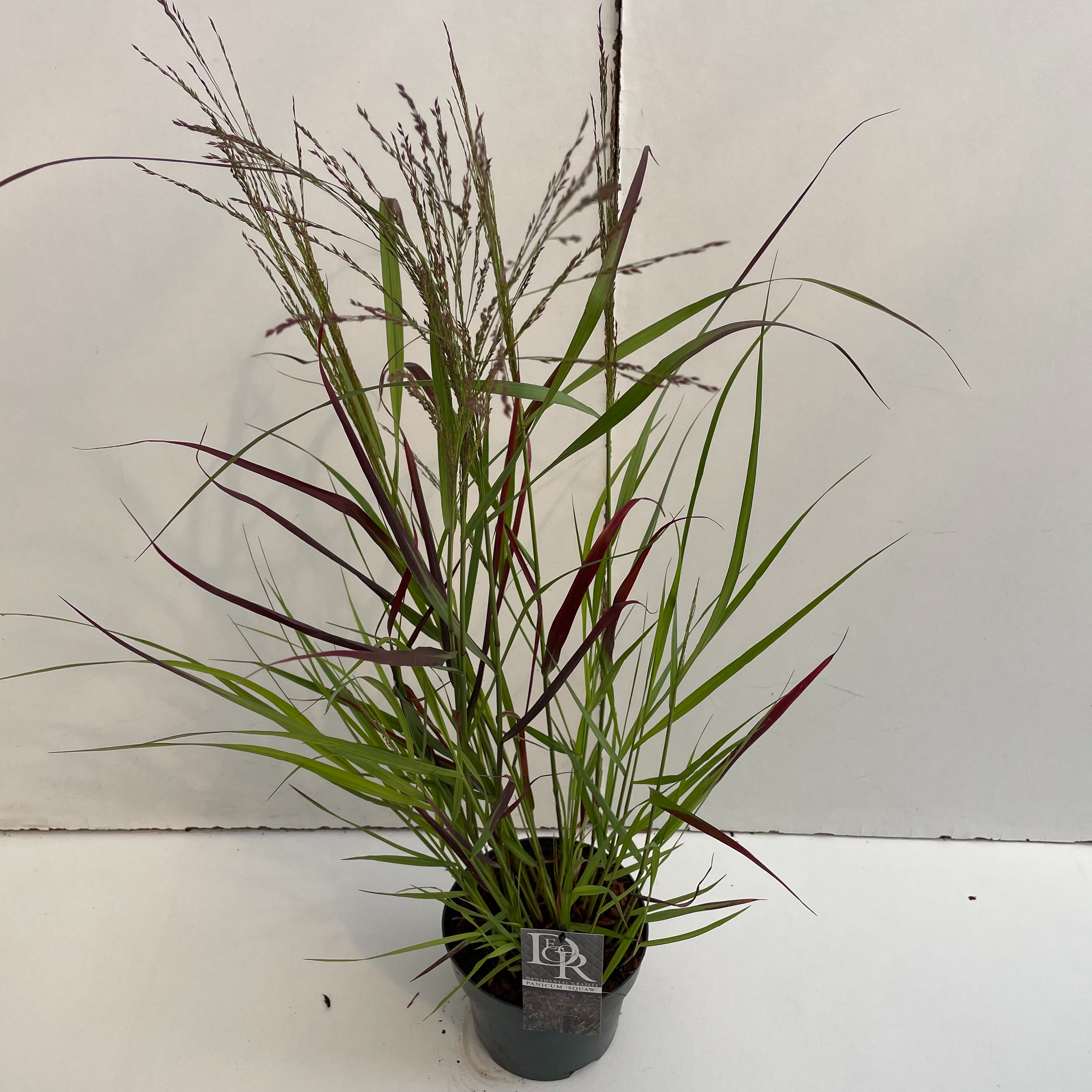 Picture of Panicum Squaw P19 (3 Ltr)