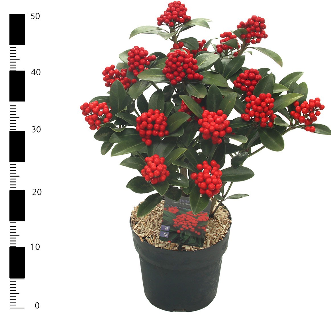 Picture of Skimmia japonica 'Temptation' PBR