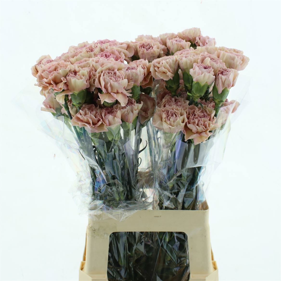 Dianthus St Creola 70cm