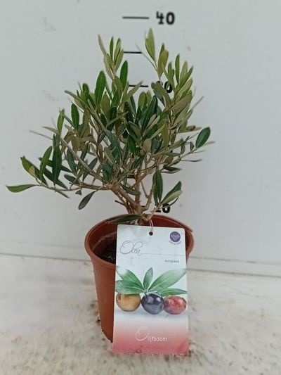 Olea europaeac