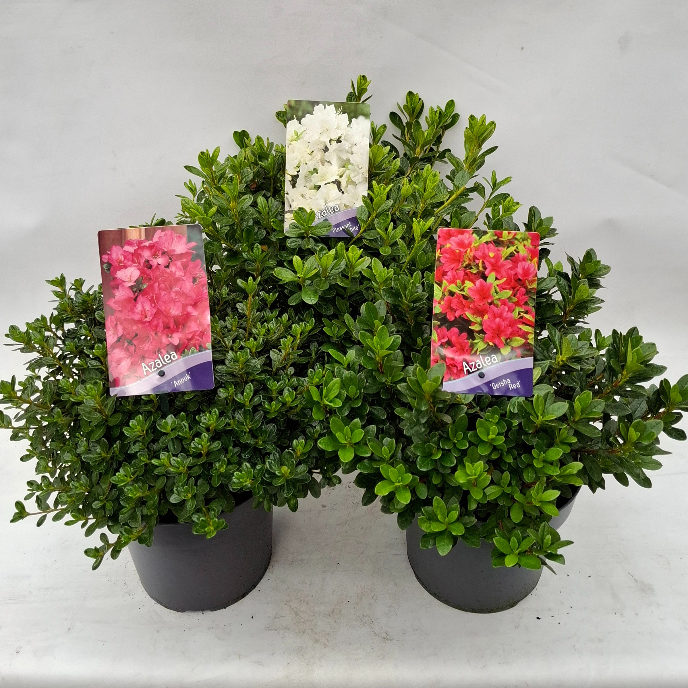 Picture of Rhododendron (AJ) Mix