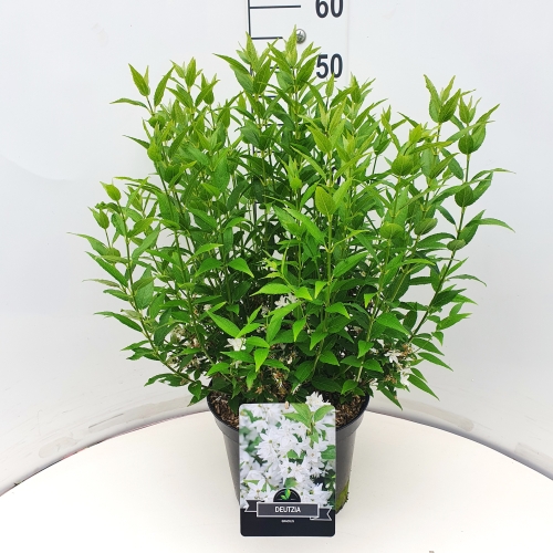 Picture of Deutzia gracilis P29 (10 Ltr)