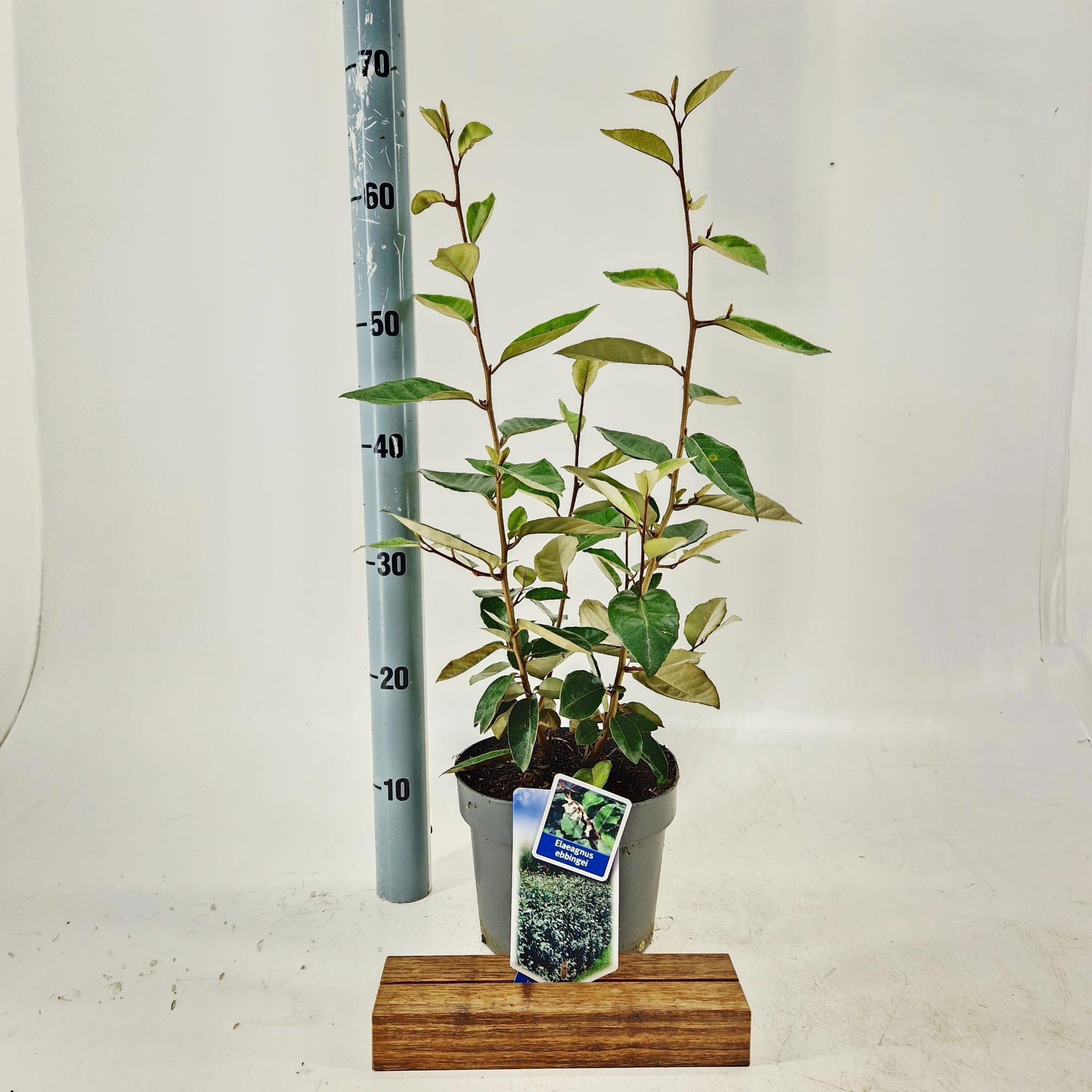 Elaeagnus ebbingei