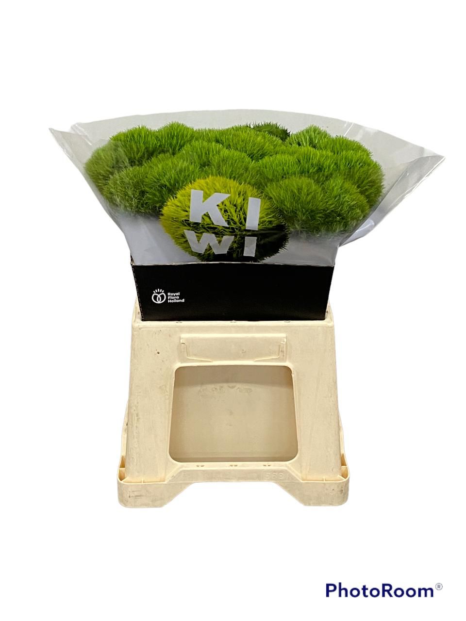 Dianthus Barb Kiwi Mellow 40cm