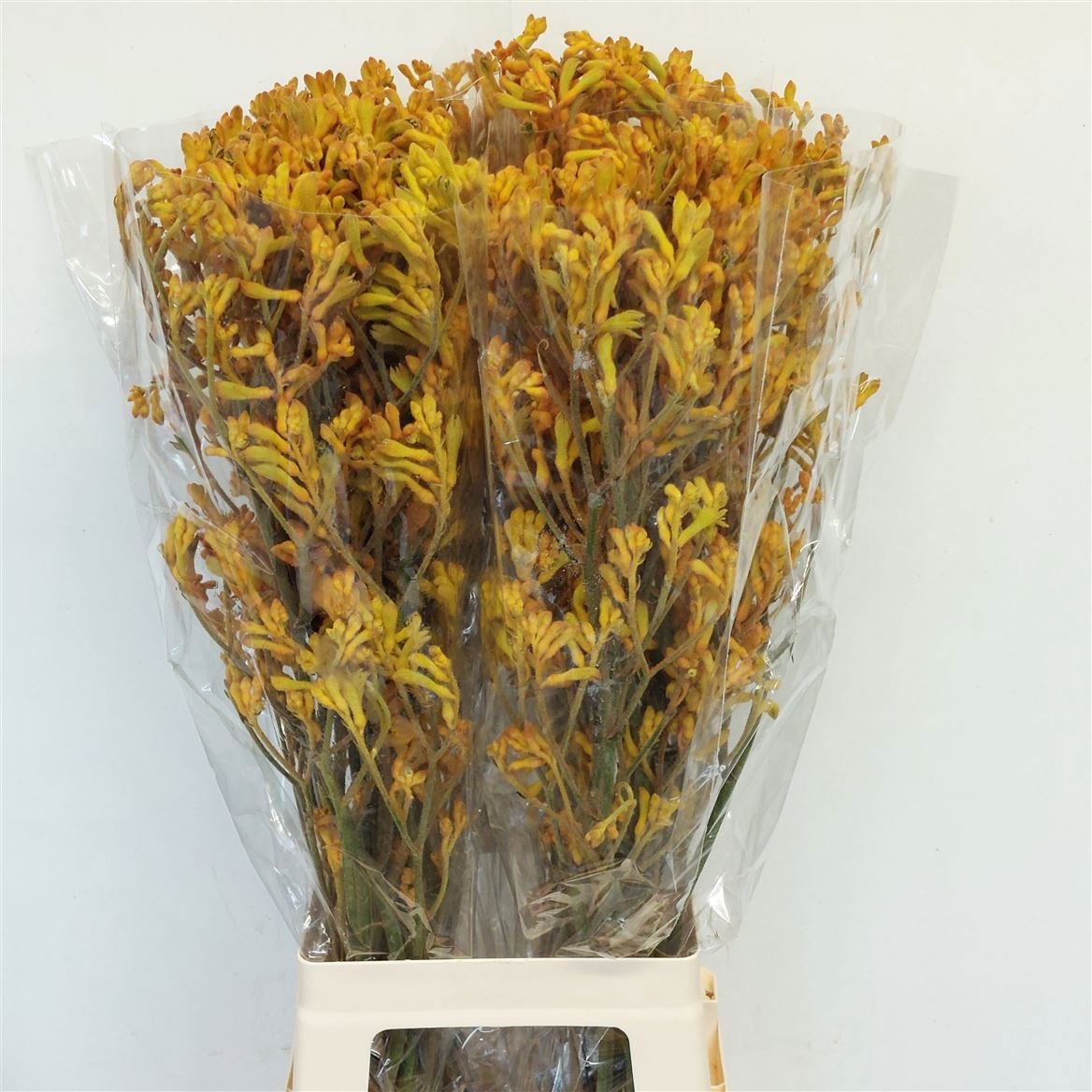 Anigoz Golden Peach 80cm