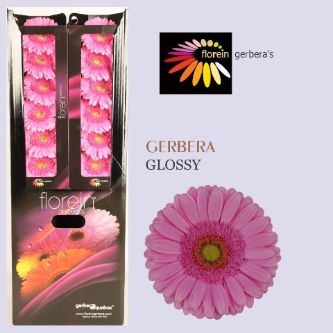 Ge Gr Glossy