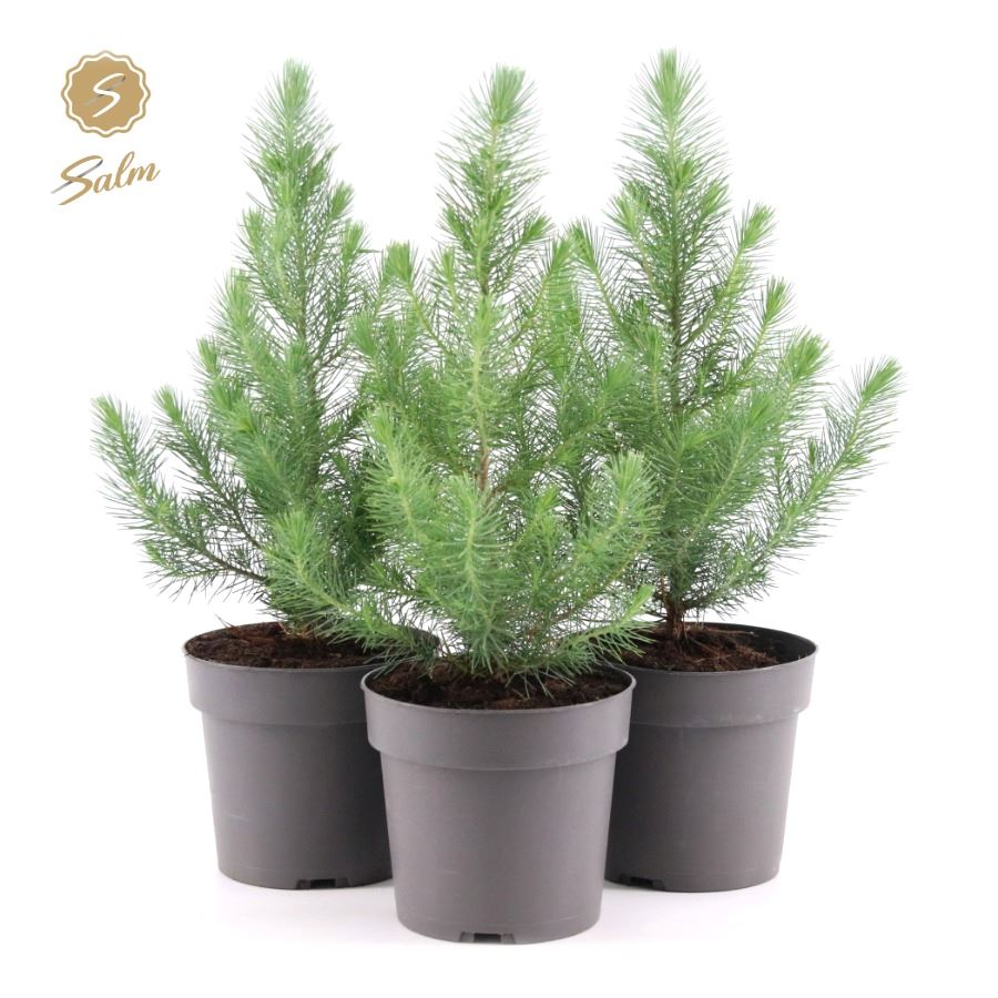 Picture of Pinus pinea Silver Crest P17 (2 Ltr)