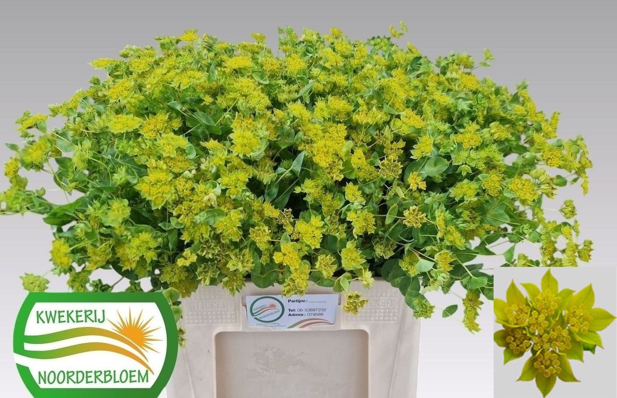 Bupleurum Rotundifol