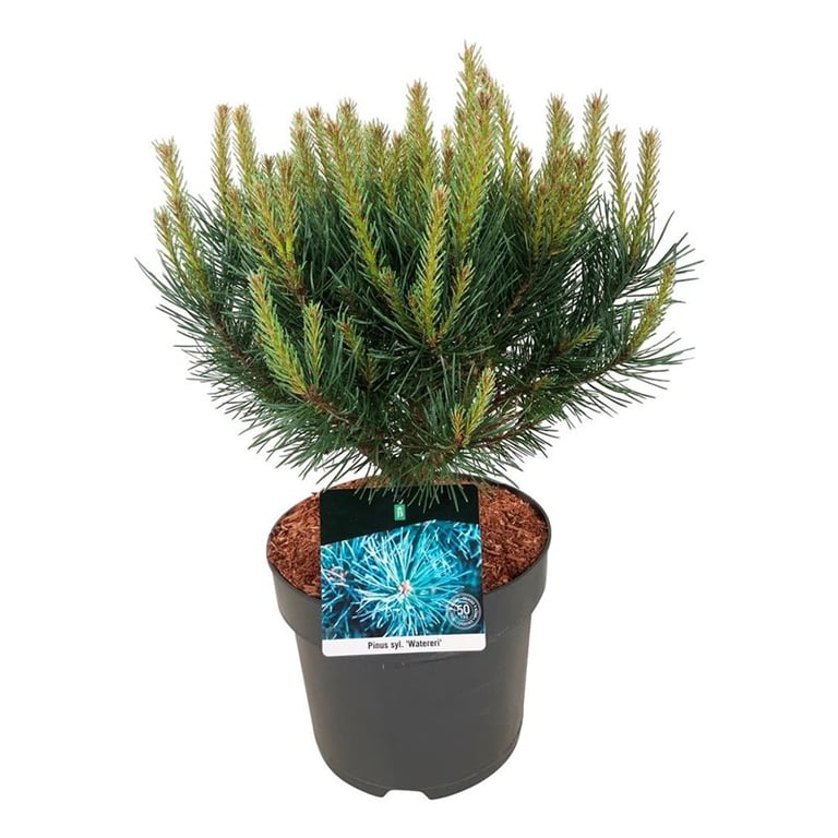 Picture of Pinus sylv. 'Watereri'