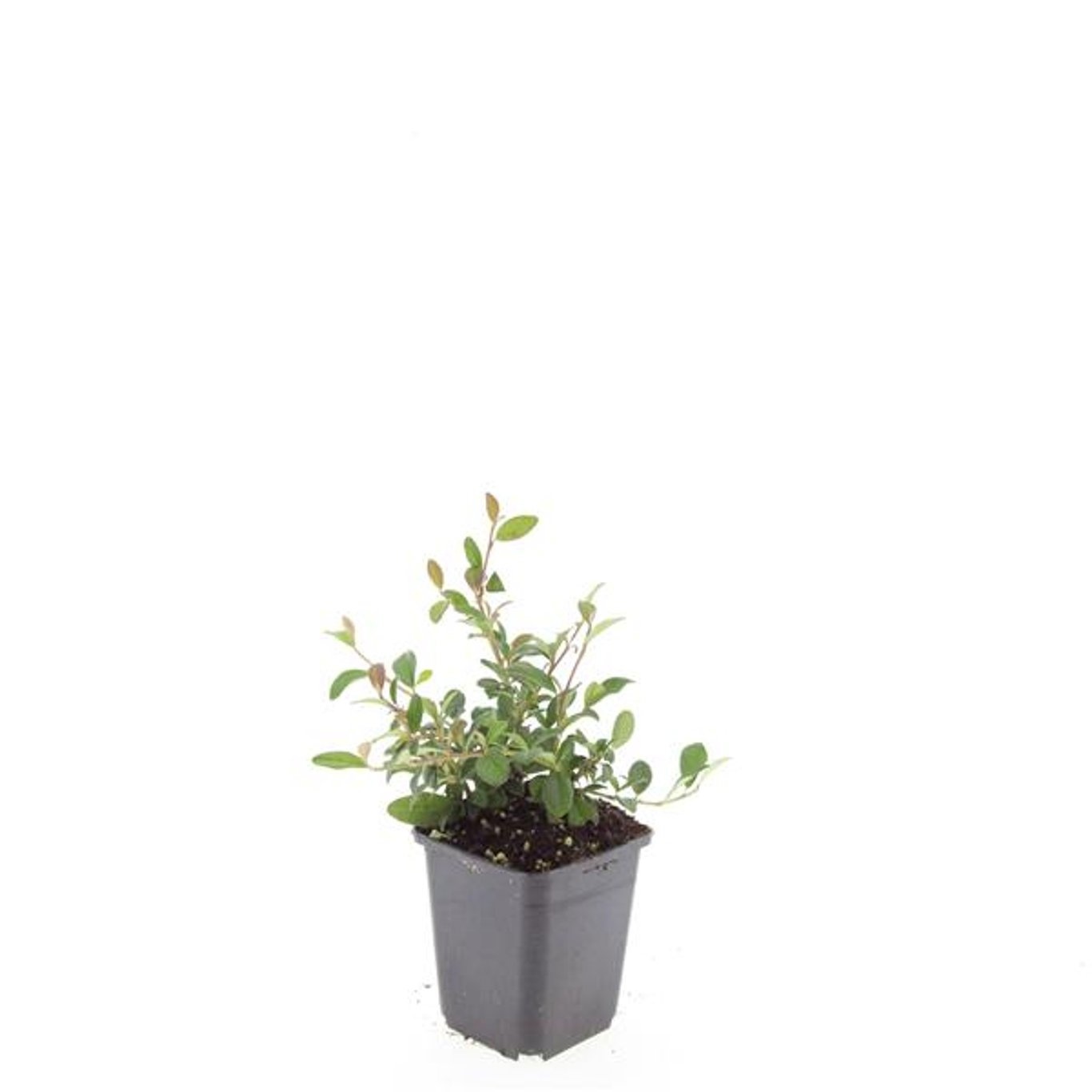 Cotoneaster dammeri