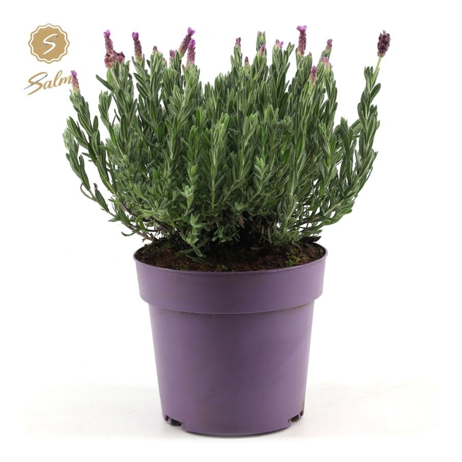 Picture of Lavandula st. 'Anouk'® Collection P19