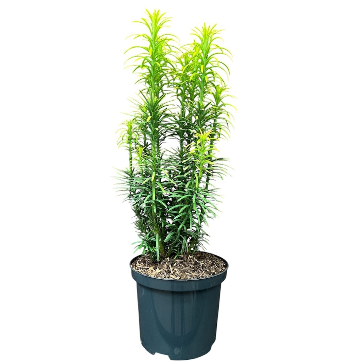 Cephalotaxus harringtonii 'Korean Gold'