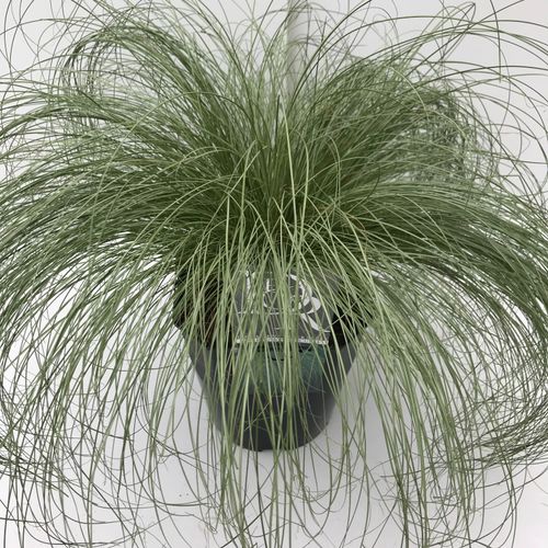 Carex 'Frosted Curls' p23 Cammeraat