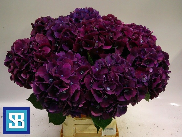 Hydrangea Royal King 70cm 18Ø