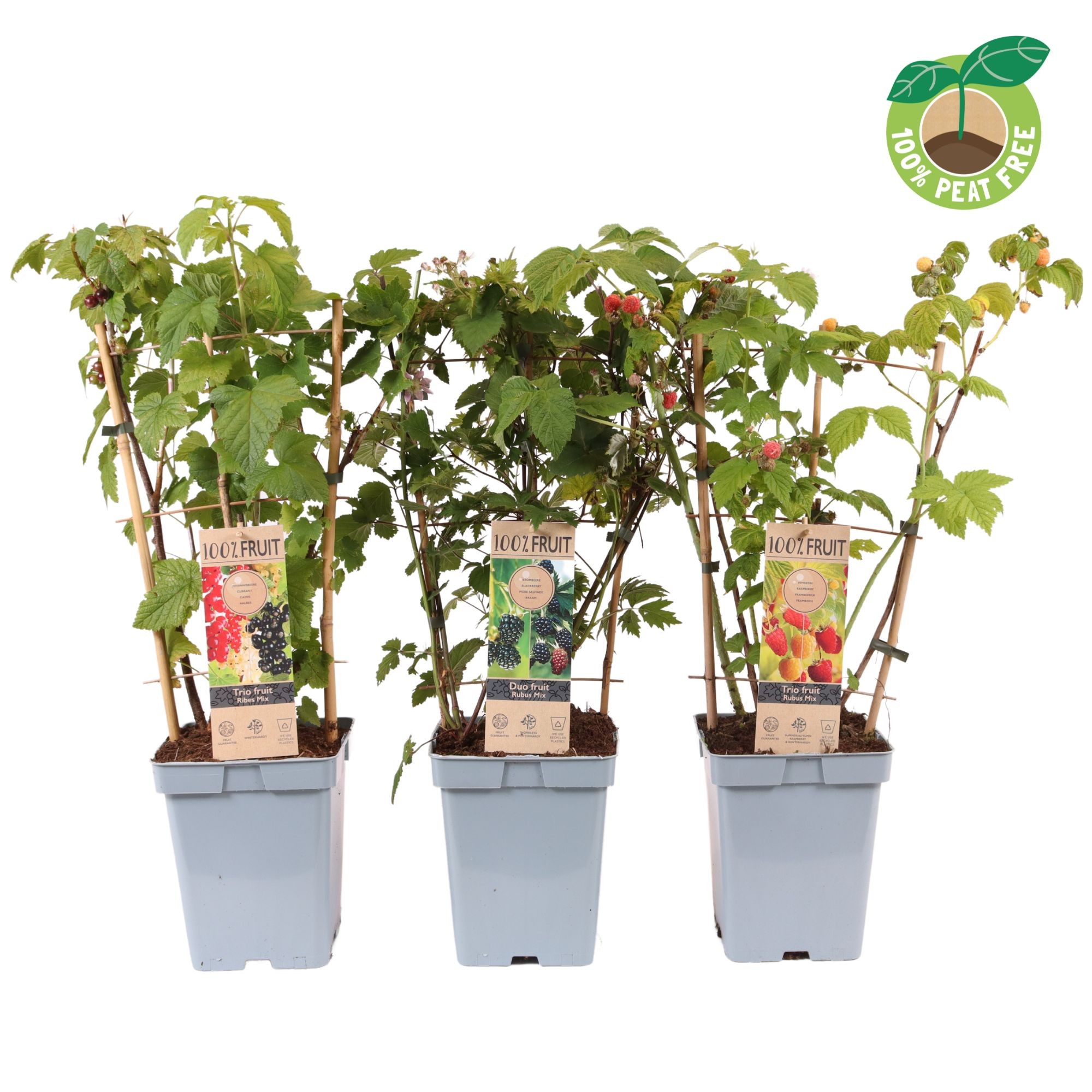 Picture of Fruit in varieties (Duo/Trio) P23 (5 Ltr) TRELLIS