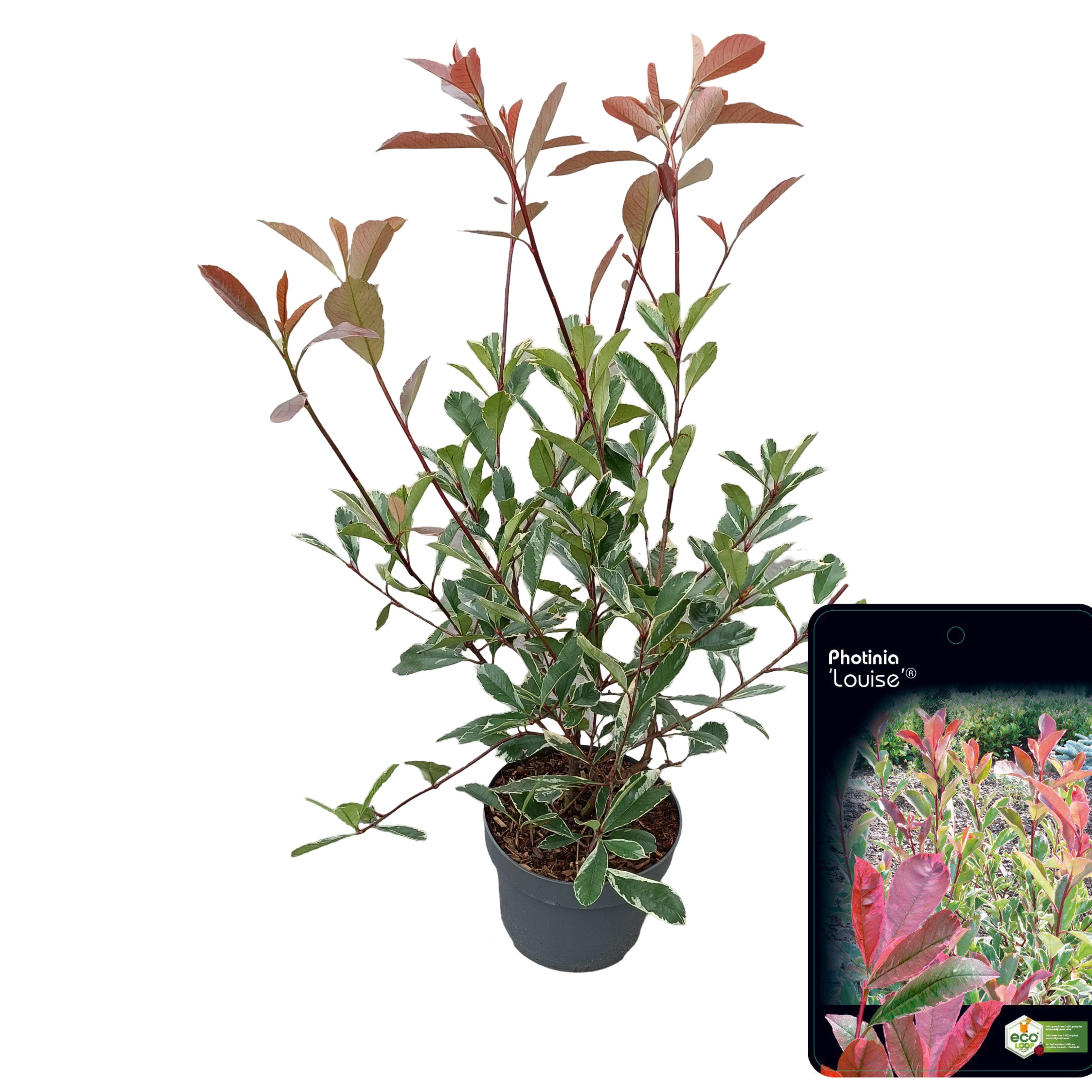 Picture of Photinia fraseri 'Louise'® C5