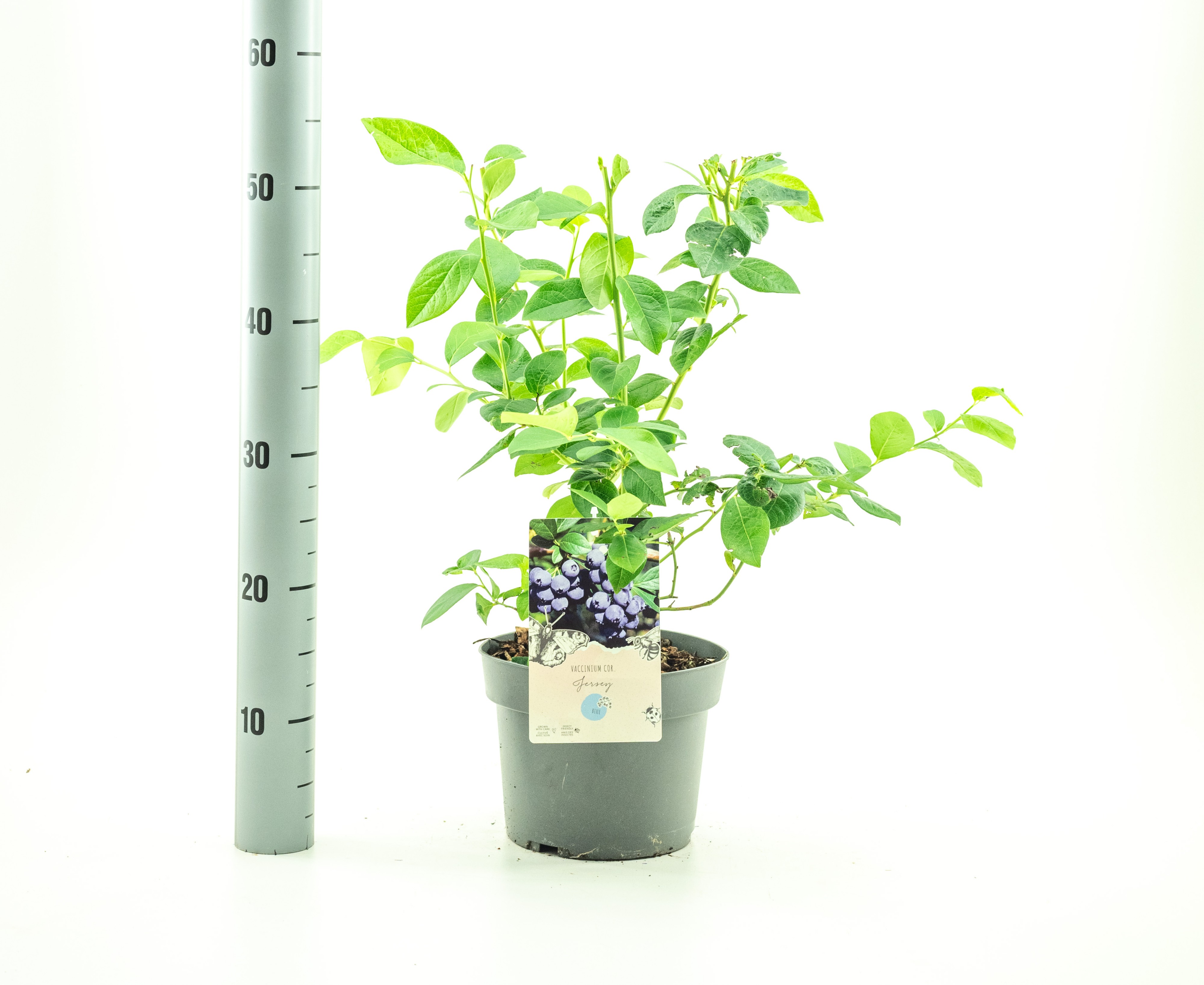 Picture of Vaccinium corr. Jersey P19 (3 Ltr) (LOOSE)