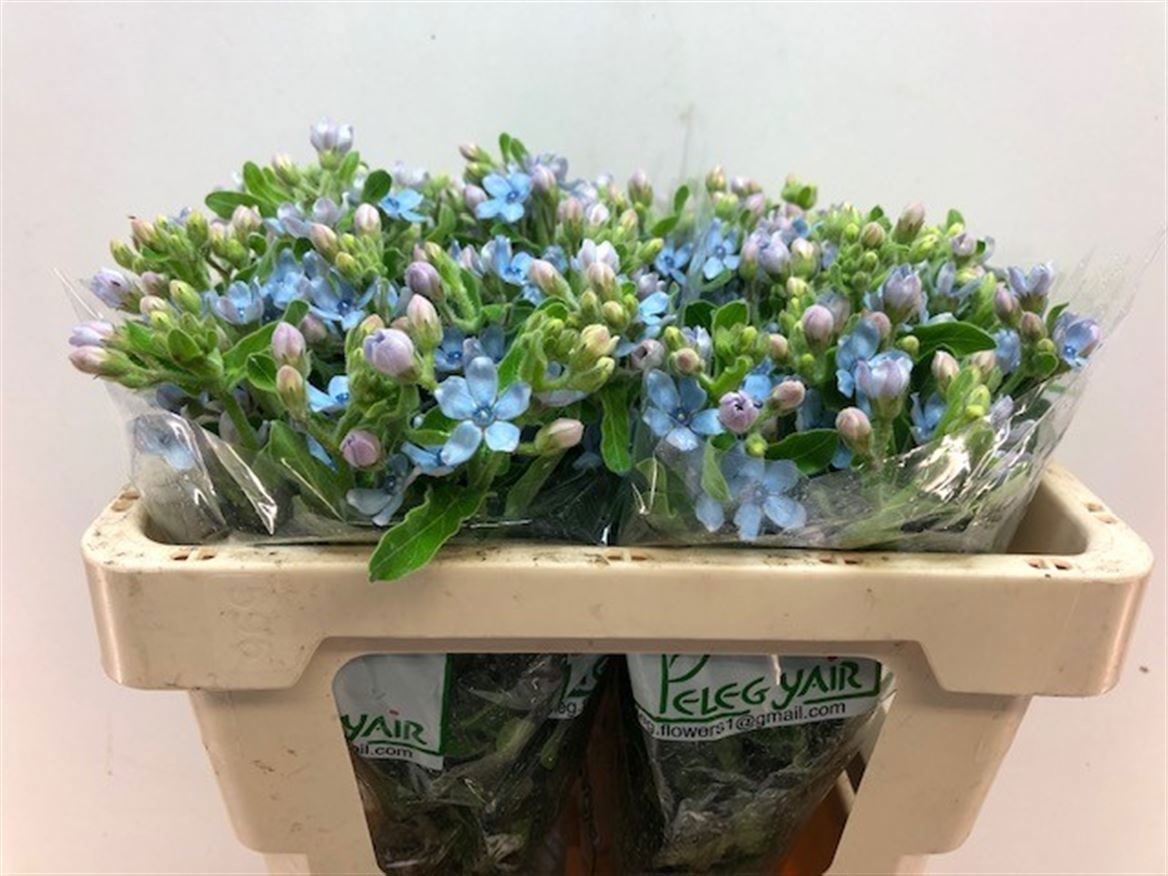 Oxypetalum Coeruleum 50cm