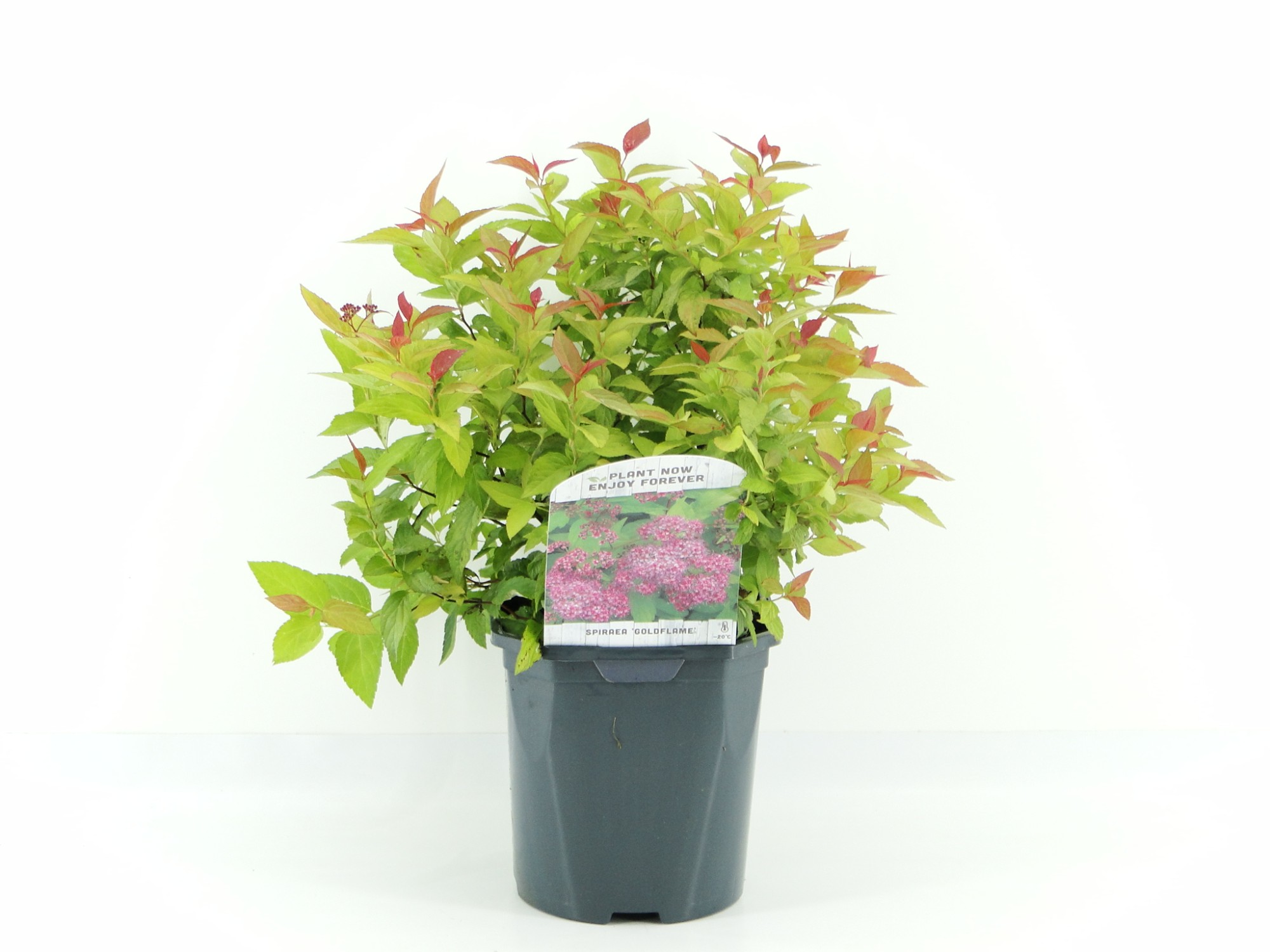 Picture of Spiraea jap. Goldflame