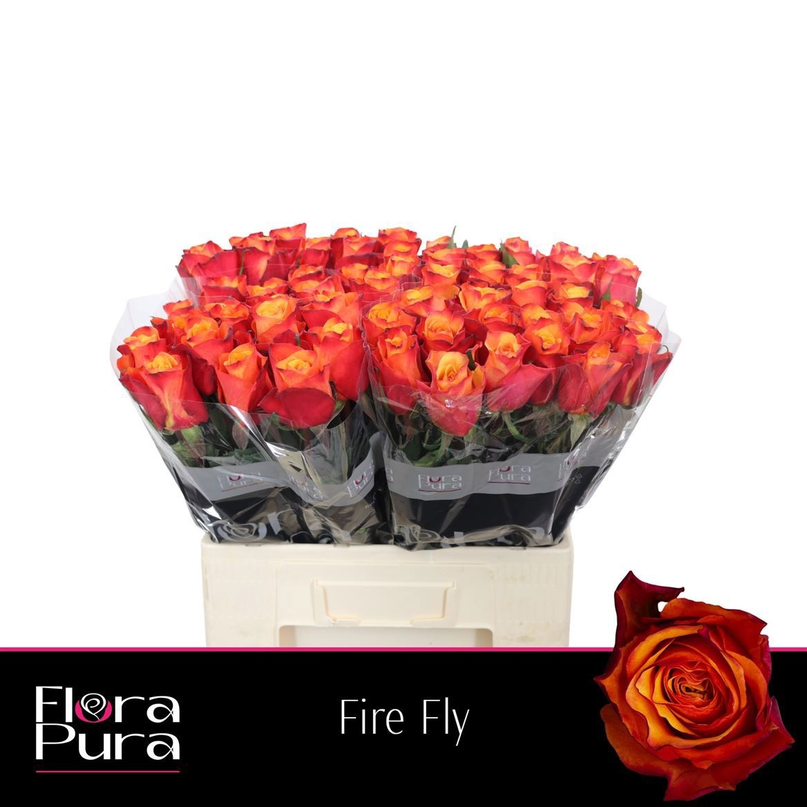 R Gr Fire Fly