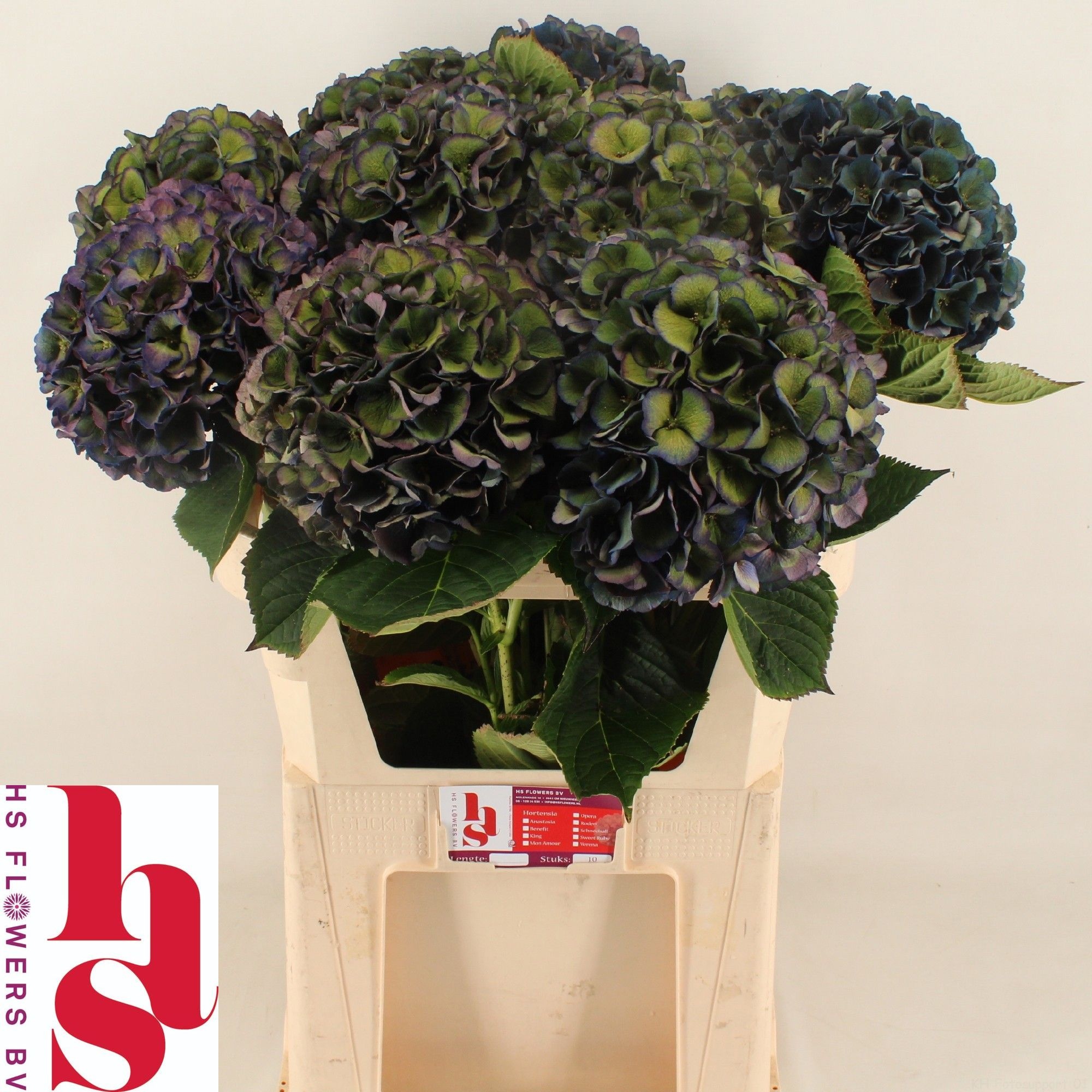 Hydrangea Royal King Classic 80cm 20Ø