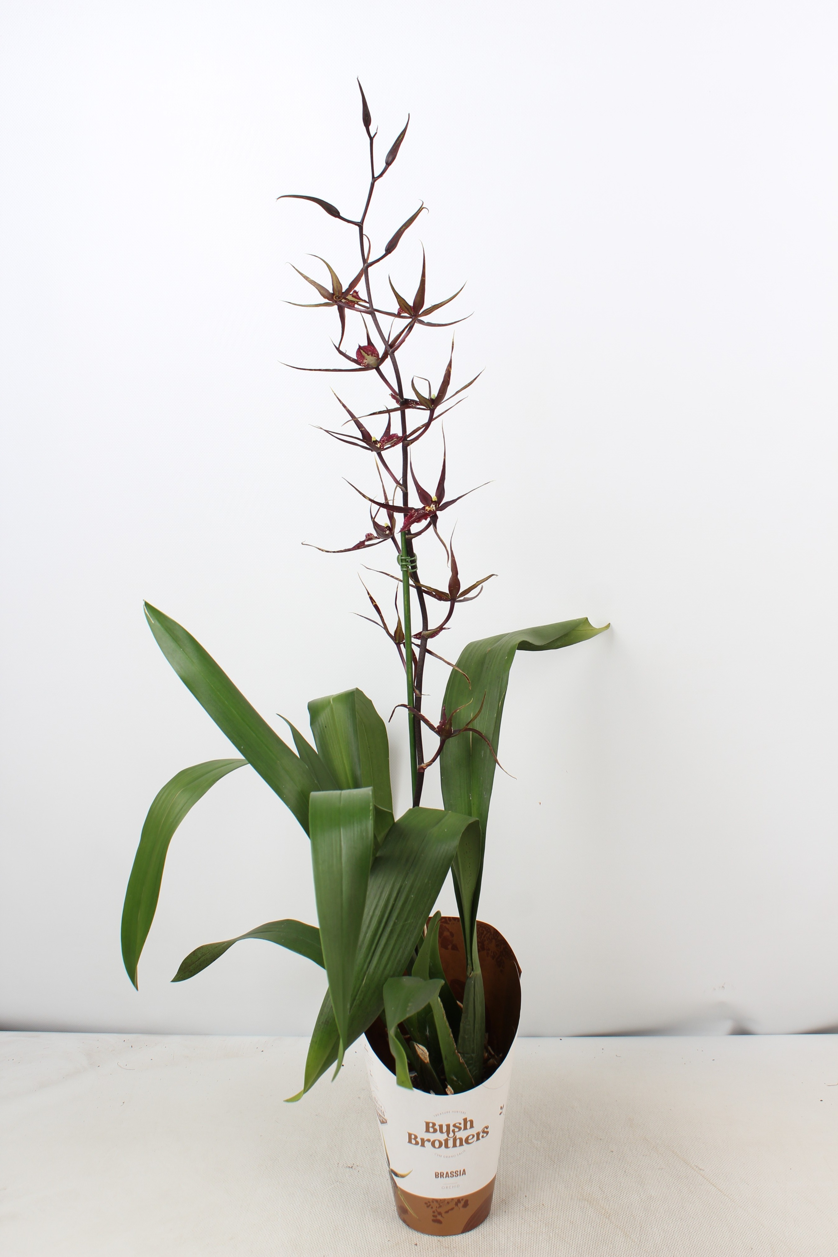 Picture of Brassia Black Pearl 1 Spike P12 75cm