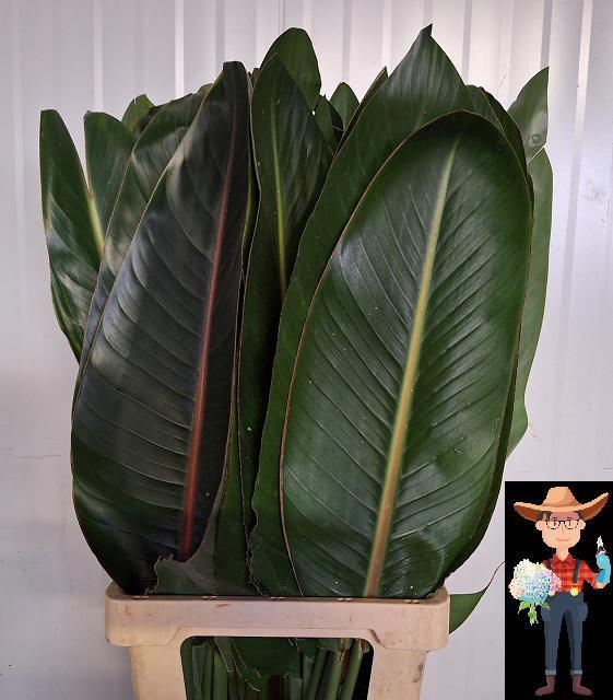 Strelitzia Leaves 80cm