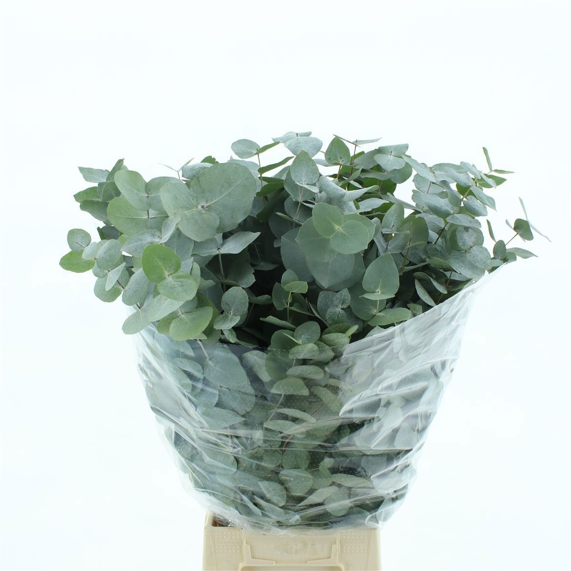 Euc Cinerea Per Bos