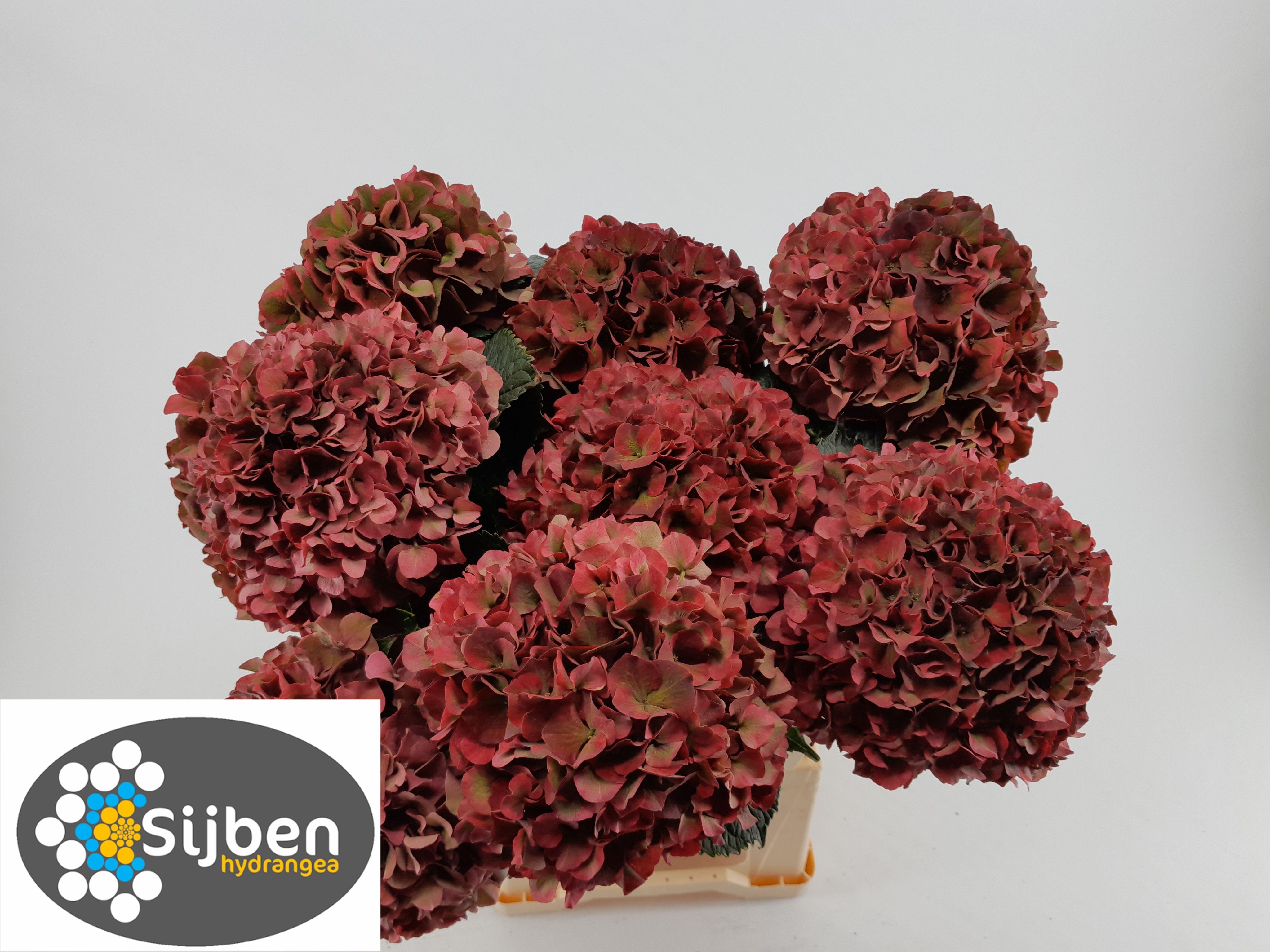 Hydrangea Ruby Pink Classic 60cm 22Ø