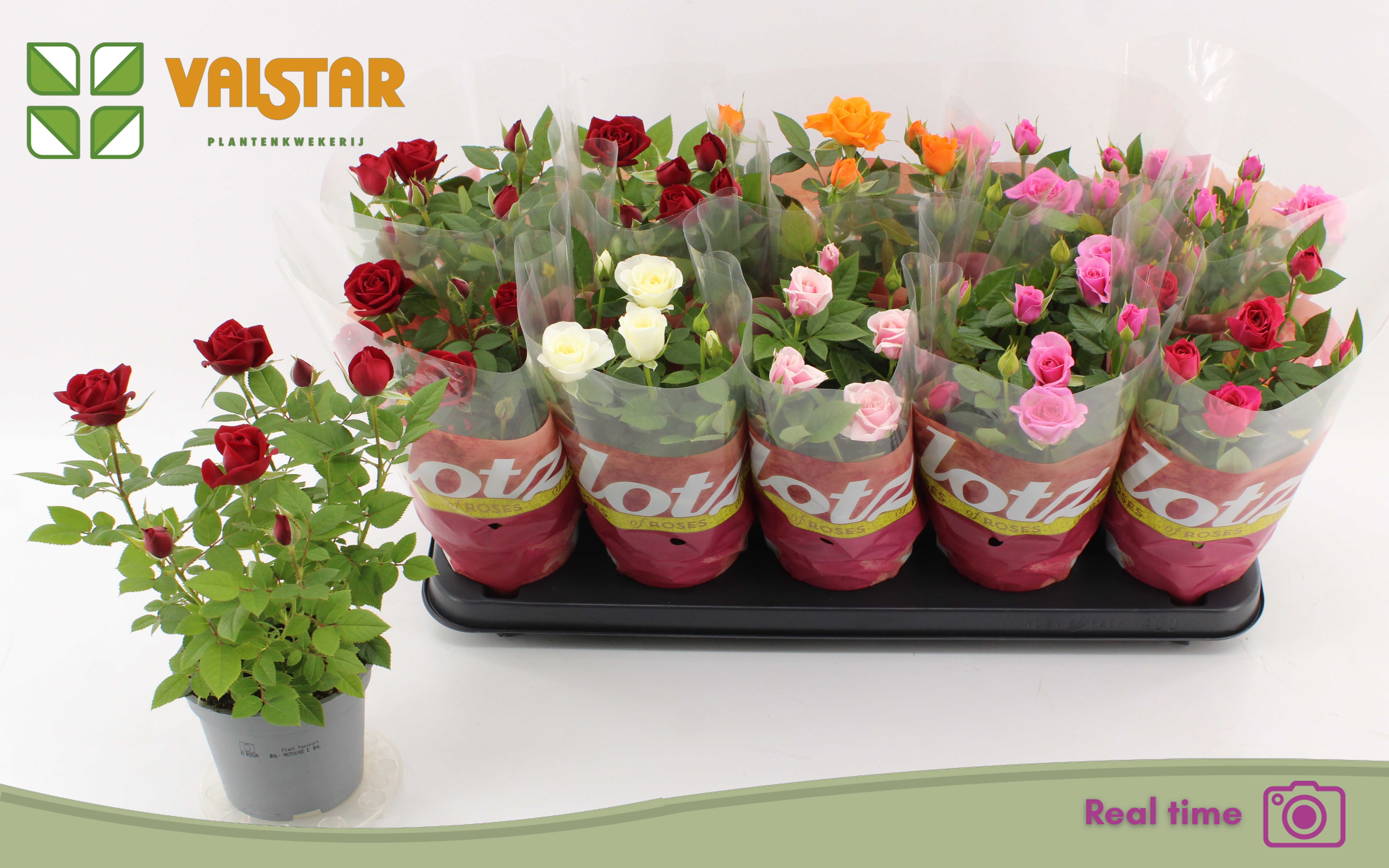 Rosa Lotz Of Mix Jewel 12Ø 30cm