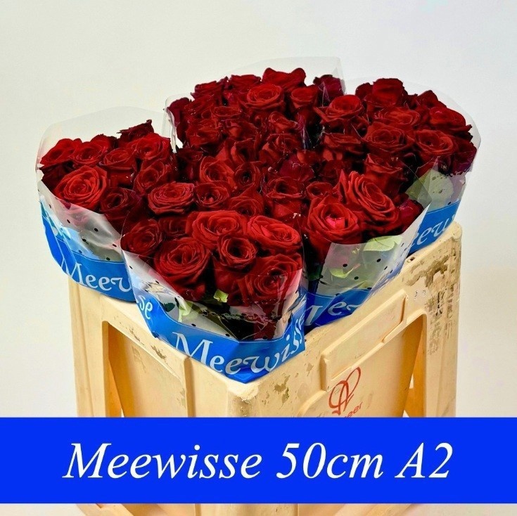 Rosa Red Naomi 50cm