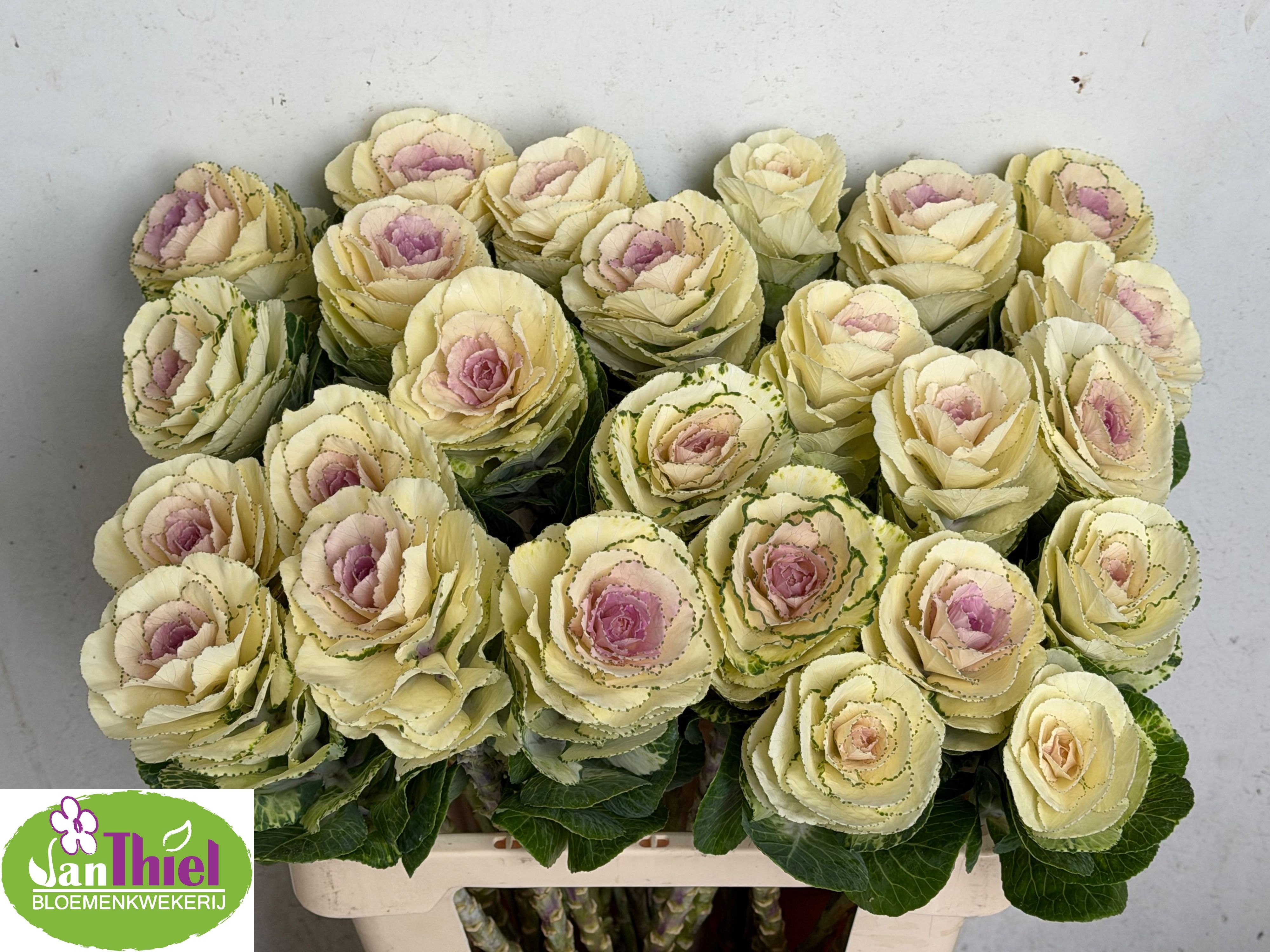 Brassica White Crane 60cm