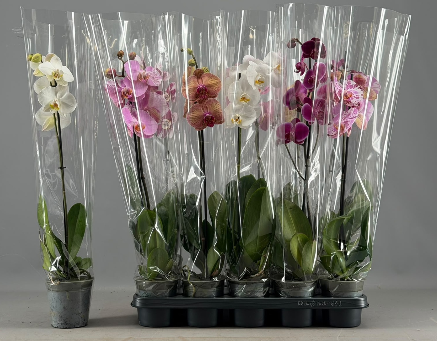 Phal Gem 5 Kl 12Ø 55cm