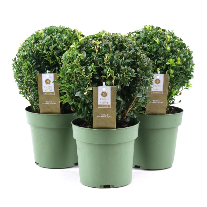 Picture of Buxus semp. Ball Ø20cm P17