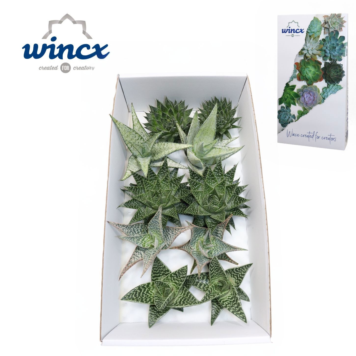 Aloe Ov 12L.cm