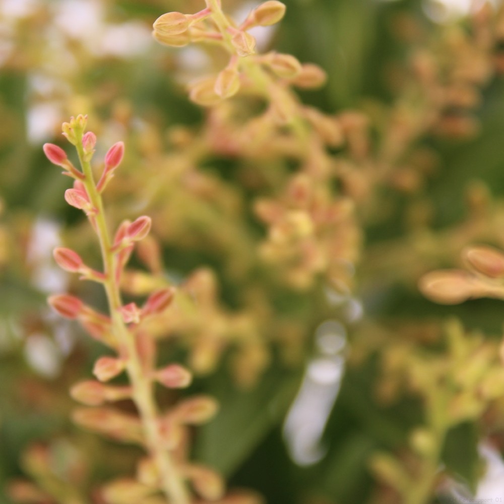 Picture of Pieris taiwanensis