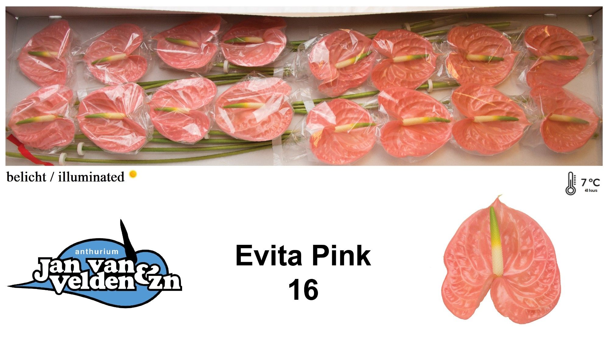 Anth A Evita Pink