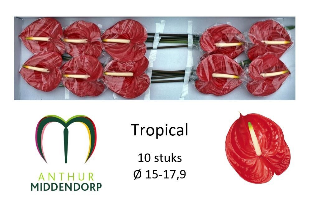 Anthurium Tropical 15Ø