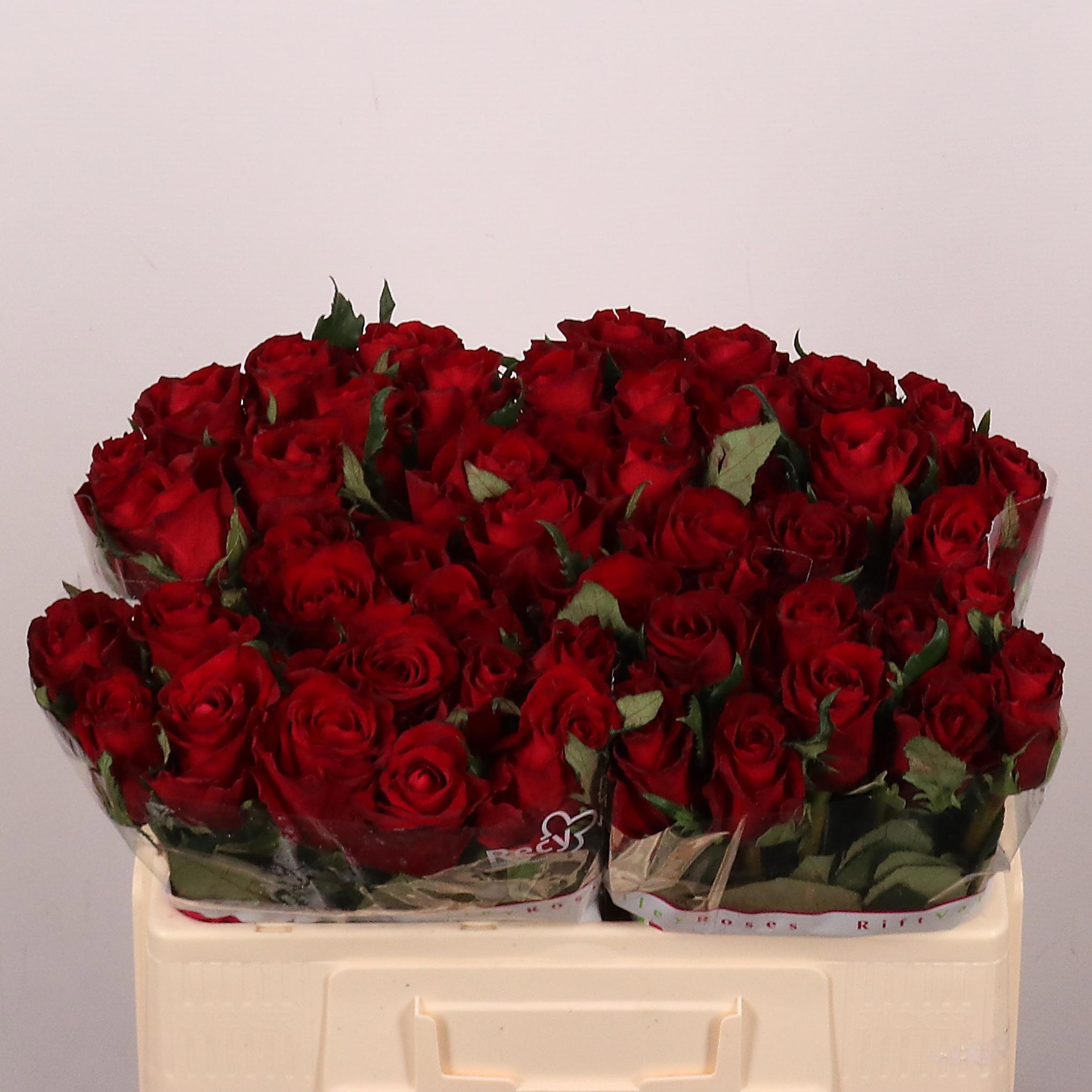 Rosa Ever Red 50cm